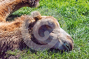 Bactrian camel resting in the grass. Discovery wildlife Park, Innisfail, Alberta, Canada