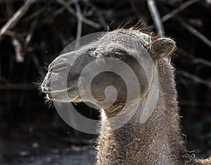 Bactrian camel`s head 1