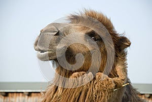 Bactrian camel's head