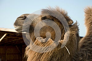 Bactrian camel's head