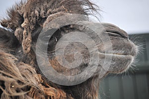 The Bactrian Camel in the safari park