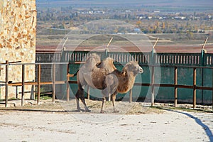Bactrian camel in safari park Taigan