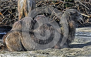 Bactrian camel on the sand 1