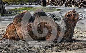 Bactrian camel on the sand 7