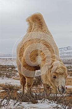 Bactrian camel searching for food in the snow of desert