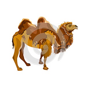 Bactrian camel shedding
