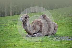 Bactrian camel sitting in the grass, Camelus bactrianus is a large, even-toed ungulate native to the steppes of Central Asia