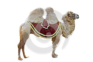 Bactrian camel
