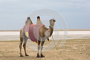 Bactrian camel stands on sand