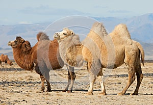 Bactrian camel in the steppes of Mongolia photo