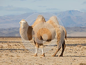 Bactrian camel in the steppes of Mongolia photo