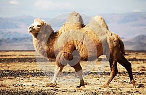 Bactrian camel in the steppes of Mongolia