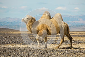 Bactrian camel in the steppes of Mongolia