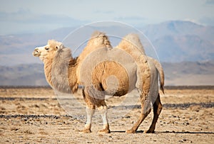 Bactrian camel in the steppes of Mongolia