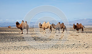 Bactrian camel in the steppes of Mongolia