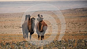 Bactrian camel in the steppes of Mongolia. the transport of the nomad. A herd of Animals on the pasture