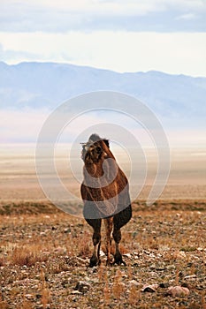 Bactrian camel in the steppes of Mongolia. the transport of the nomad. A herd of Animals on the pasture