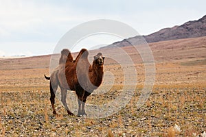 Bactrian camel in the steppes of Mongolia. the transport of the nomad. A herd of Animals on the pasture