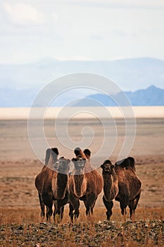 Bactrian camel in the steppes of Mongolia. the transport of the nomad. A herd of Animals on the pasture