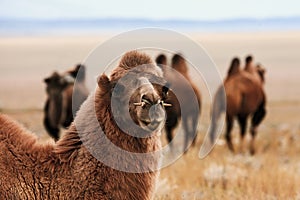 Bactrian camel in the steppes of Mongolia. the transport of the nomad. A herd of Animals on the pasture