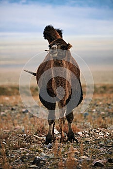 Bactrian camel in the steppes of Mongolia. the transport of the nomad. A herd of Animals on the pasture