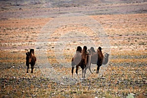 Bactrian camel in the steppes of Mongolia. the transport of the nomad. A herd of Animals on the pasture