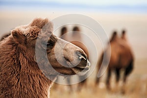 Bactrian camel in the steppes of Mongolia. the transport of the nomad. A herd of Animals on the pasture