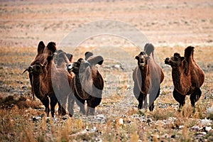 Bactrian camel in the steppes of Mongolia. the transport of the nomad. A herd of Animals on the pasture