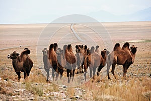 Bactrian camel in the steppes of Mongolia. the transport of the nomad. A herd of Animals on the pasture