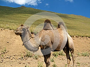 The Bactrian camel or two hump camel