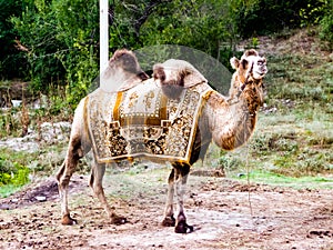 Bactrian camel under the patronage