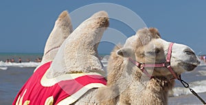 Bactrian camel walks on the beach with blue sky.