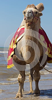 Bactrian camel walks on the beach with blue sky.