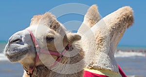 Bactrian camel walks on the beach with blue sky.
