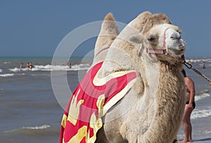 Bactrian camel walks on the beach with blue sky.