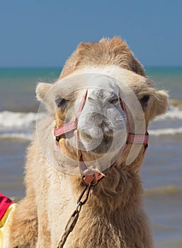 Bactrian camel walks on the beach with blue sky.