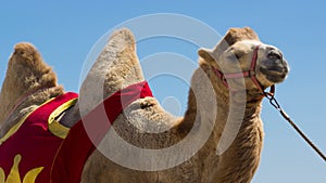 Bactrian camel walks on the beach with blue sky.