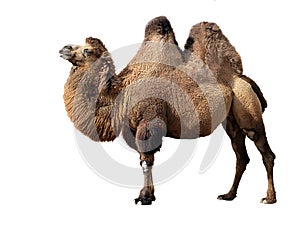 Bactrian camel