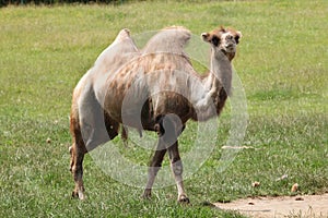 Bactrian camel (Camelus bactrianus).