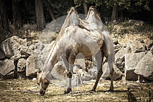 Bactrian camel in ZOO Bratislava