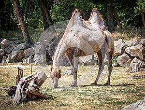 Bactrian camel in ZOO Bratislava
