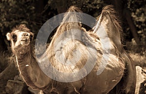 Bactrian camel in ZOO Bratislava