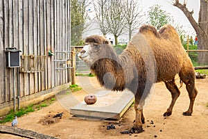 Bactrian camel at the zoo during daytime