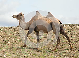 Bactrian camels