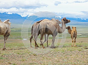 Bactrian camels