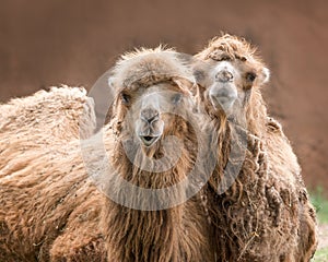 Bactrian Camels