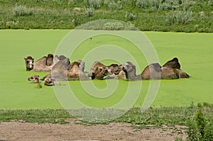 Bactrian Camels in Algae Pond