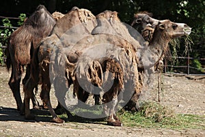 Bactrian camels (Camelus bactrianus).