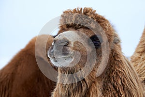 Bactrian camels Camelus bactrianus in winter.