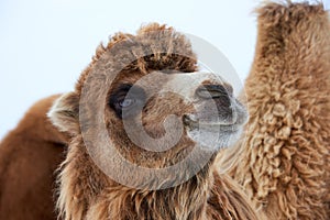 Bactrian camels Camelus bactrianus in winter.